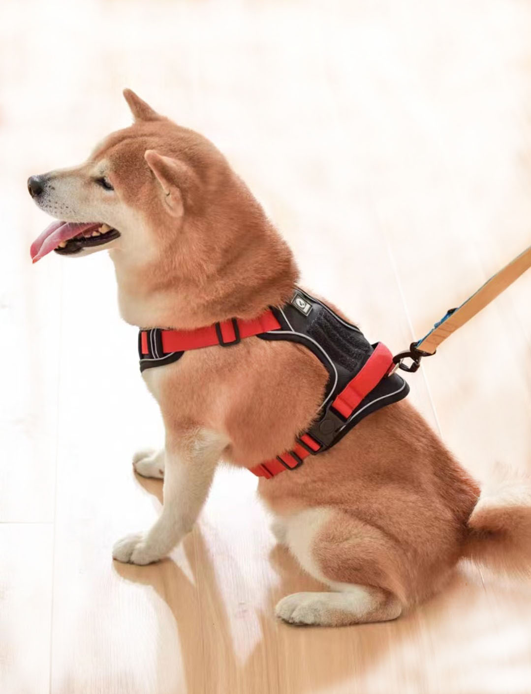 Nylon Webbing pro canis leashes